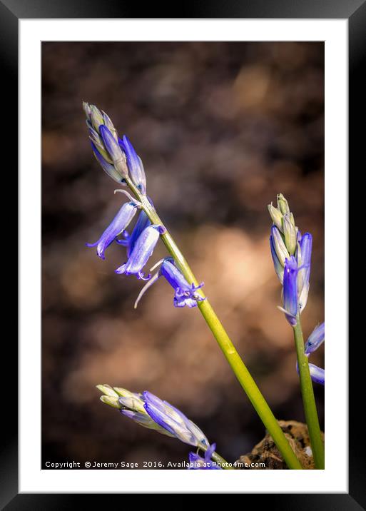 Enchanting Bluebell Woods Framed Mounted Print by Jeremy Sage