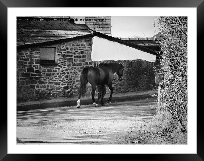 Horse on a walk Framed Mounted Print by Derrick Fox Lomax