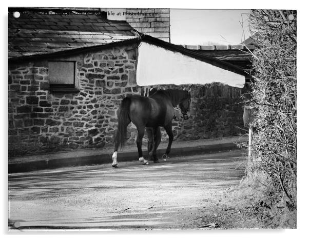 Horse on a walk Acrylic by Derrick Fox Lomax