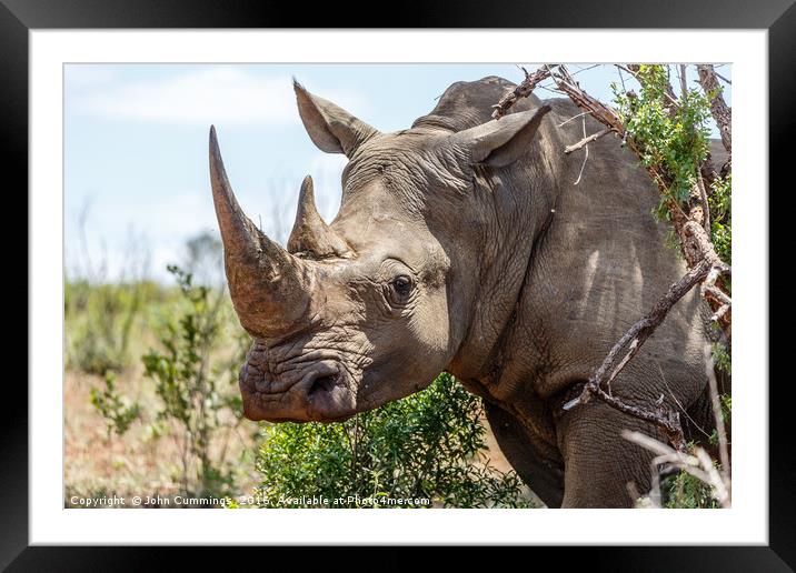 White Rhinoceros, South Africa Framed Mounted Print by John Cummings