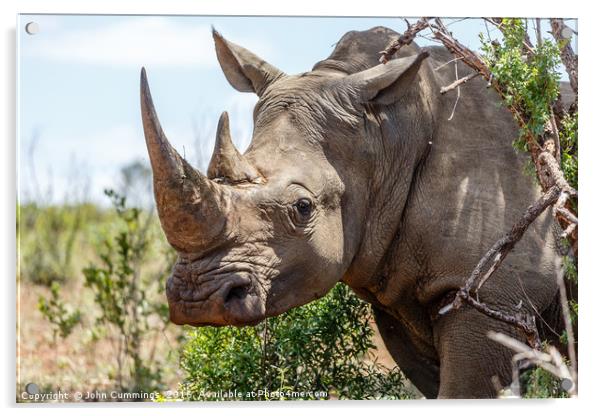 White Rhinoceros, South Africa Acrylic by John Cummings