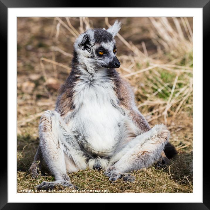 Ring-tailed lemur soaking up the sun Framed Mounted Print by Jason Wells