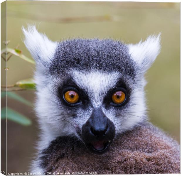 Portrait of a ring-tailed lemur Canvas Print by Jason Wells