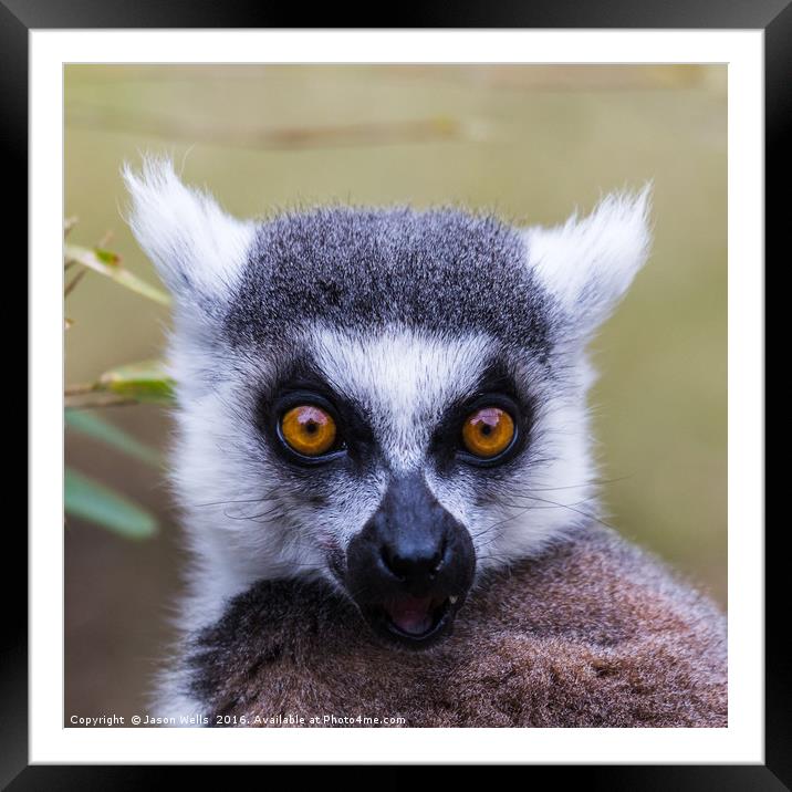 Portrait of a ring-tailed lemur Framed Mounted Print by Jason Wells