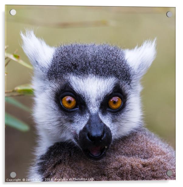 Portrait of a ring-tailed lemur Acrylic by Jason Wells