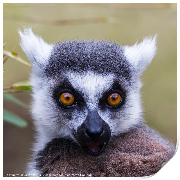 Portrait of a ring-tailed lemur Print by Jason Wells