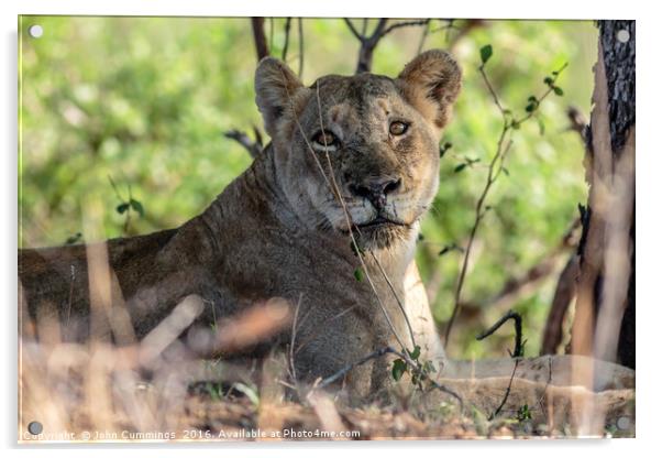 Lion, South Africa Acrylic by John Cummings