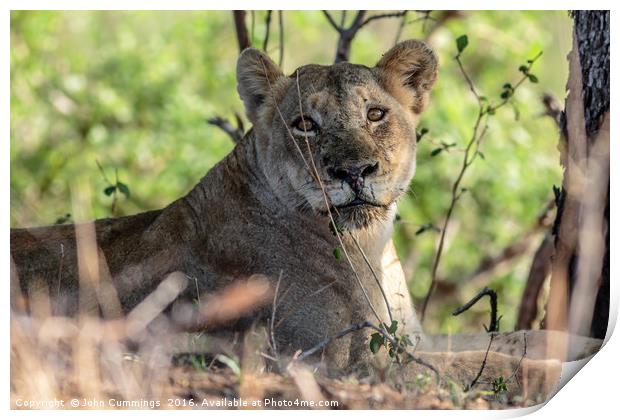 Lion, South Africa Print by John Cummings