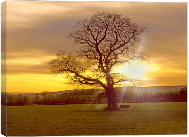 light through the branches Canvas Print by paul ratcliffe