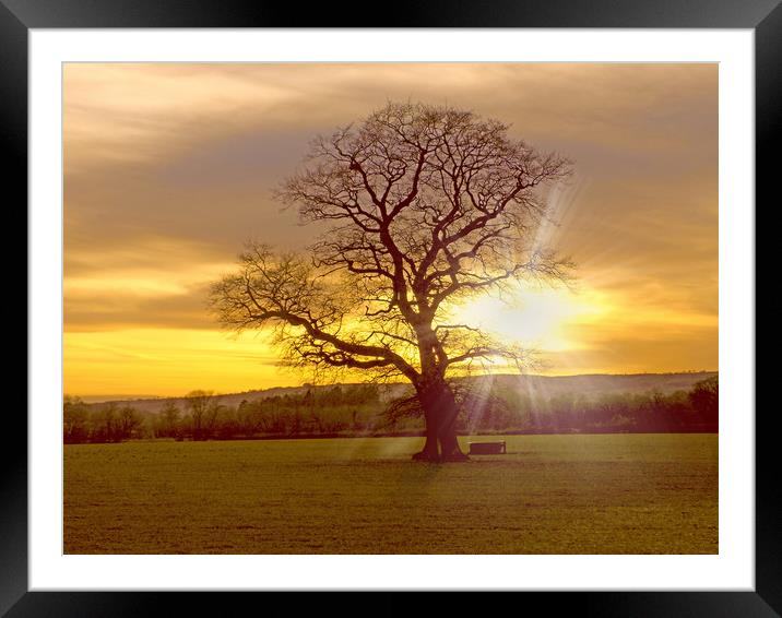 light through the branches Framed Mounted Print by paul ratcliffe