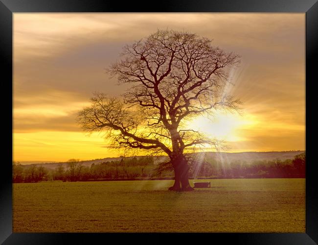 light through the branches Framed Print by paul ratcliffe