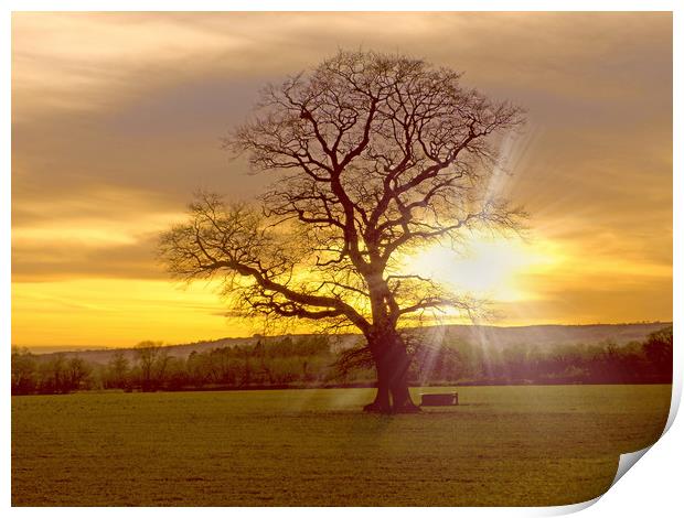 light through the branches Print by paul ratcliffe
