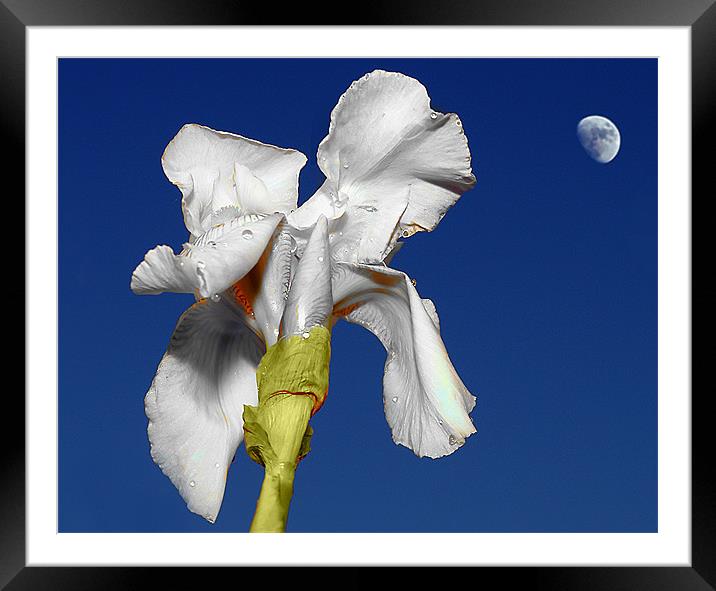 White Iris in the moonlight Framed Mounted Print by David (Dai) Meacham