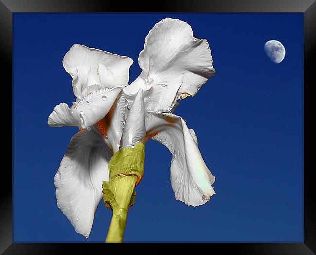 White Iris in the moonlight Framed Print by David (Dai) Meacham