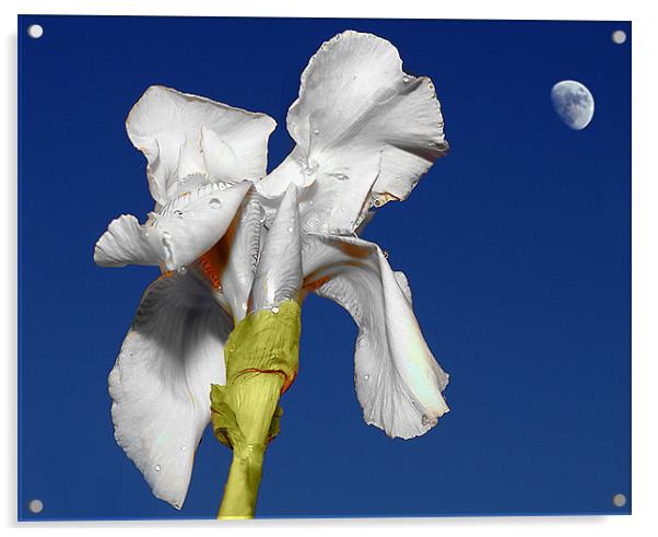 White Iris in the moonlight Acrylic by David (Dai) Meacham
