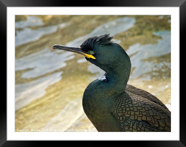 Cormorant/Shag At Padstow Harbour Framed Mounted Print by Susie Peek