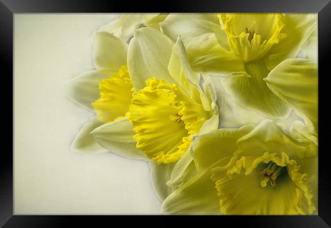 Spring Daffodils Framed Print by Jacqi Elmslie