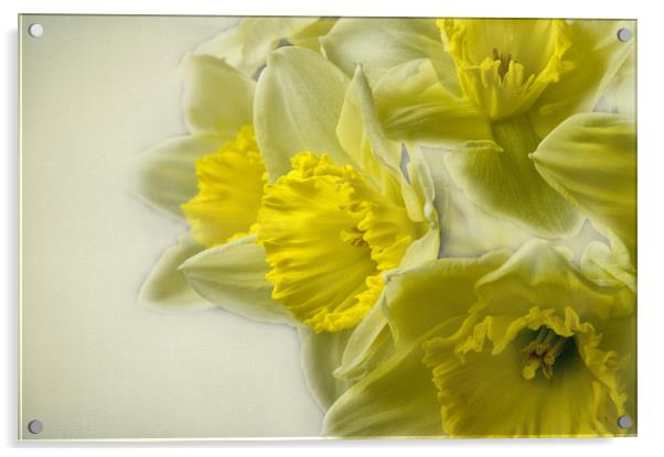 Spring Daffodils Acrylic by Jacqi Elmslie