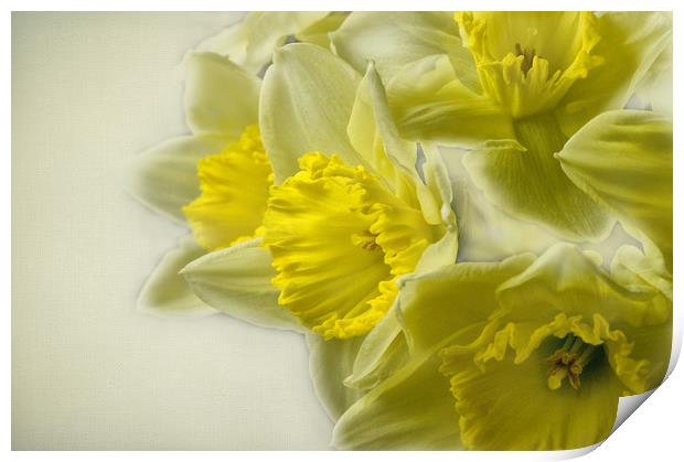 Spring Daffodils Print by Jacqi Elmslie