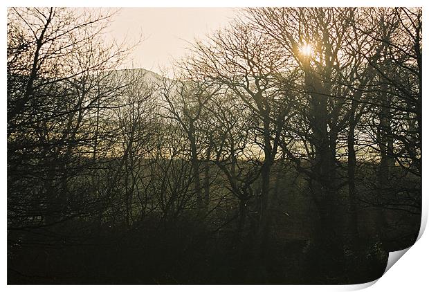 Morning Sun Print by Paul Heslop