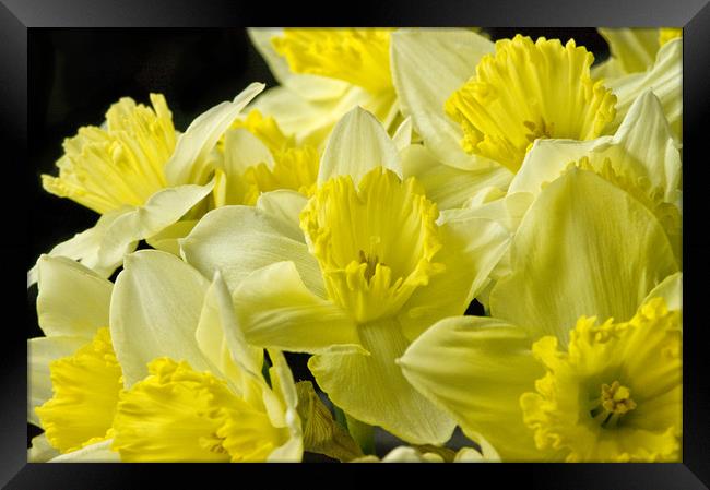 Daffodils on Black Framed Print by Jacqi Elmslie