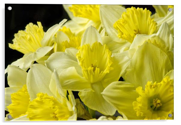 Daffodils on Black Acrylic by Jacqi Elmslie