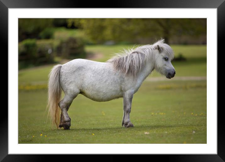 Miniature Horse Framed Mounted Print by David Hare