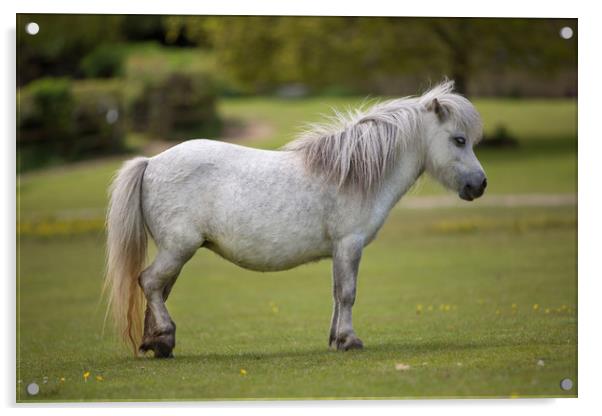 Miniature Horse Acrylic by David Hare