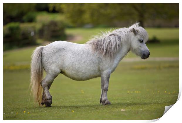 Miniature Horse Print by David Hare
