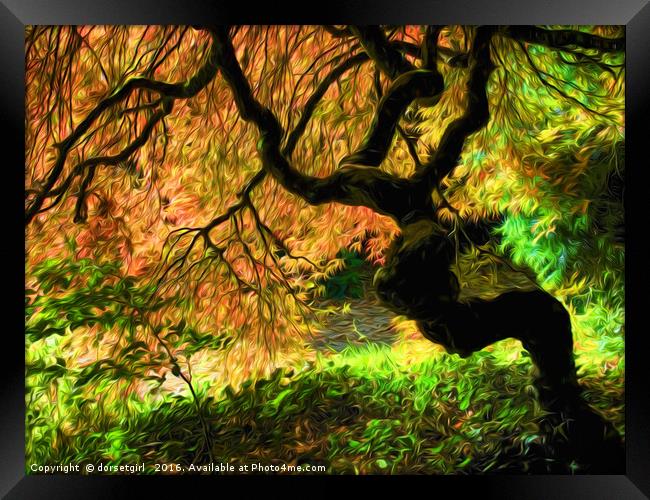 Acer Tree Impressions Framed Print by Susie Peek