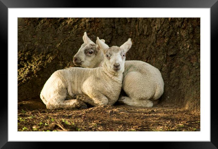 Spring lambs  Framed Mounted Print by Shaun Jacobs