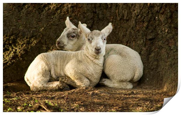 Spring lambs  Print by Shaun Jacobs