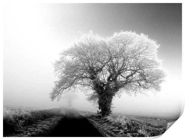 misty black and white tree in the fog Print by Will Black