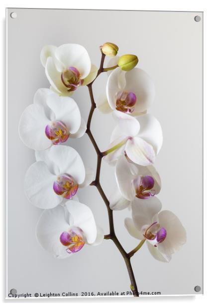 White Orchid Acrylic by Leighton Collins