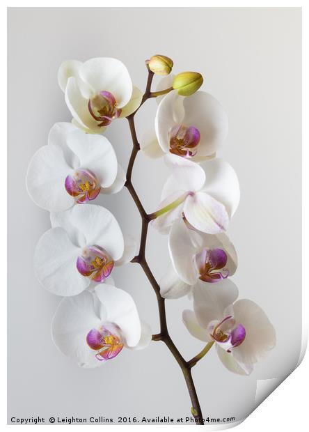 White Orchid Print by Leighton Collins