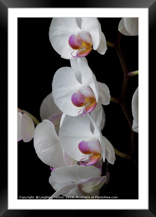 White Orchids Framed Mounted Print by Leighton Collins
