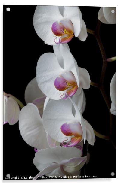 White Orchids Acrylic by Leighton Collins