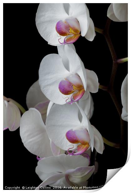 White Orchids Print by Leighton Collins