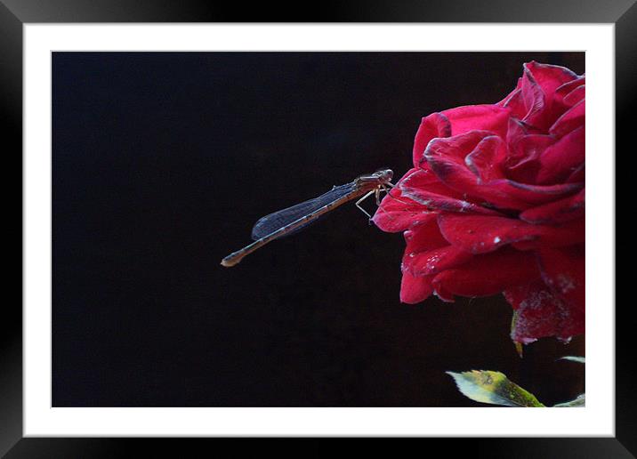 Dragonfly Framed Mounted Print by andrew sessions