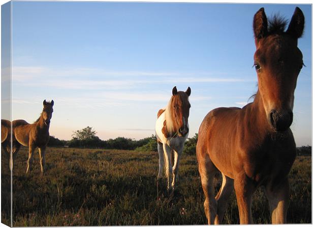 New Forest Ponies Canvas Print by andrew sessions