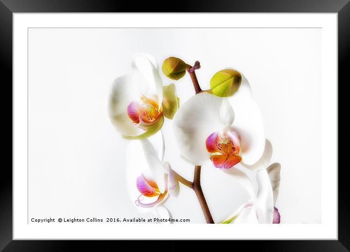 Orchids Framed Mounted Print by Leighton Collins
