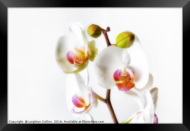 Orchids Framed Print by Leighton Collins