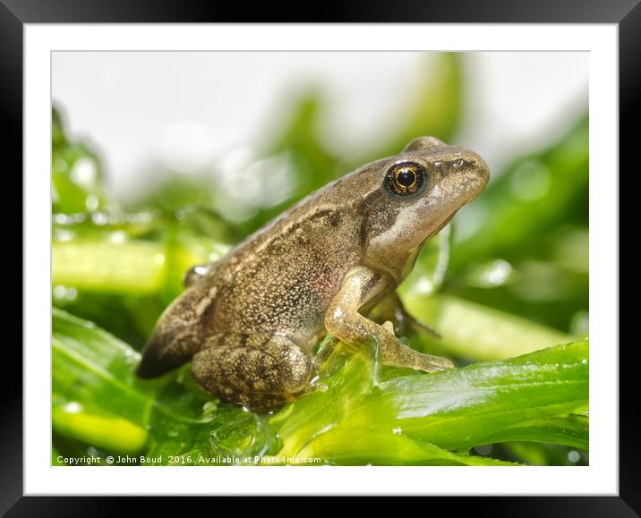 Froglet of Common Frog  Rana temporaria  Framed Mounted Print by John Boud