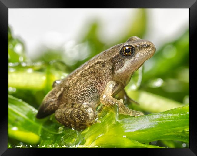 Froglet of Common Frog  Rana temporaria  Framed Print by John Boud