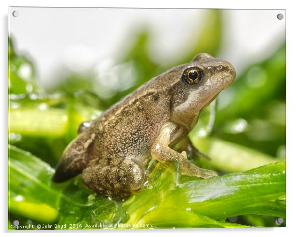 Froglet of Common Frog  Rana temporaria  Acrylic by John Boud