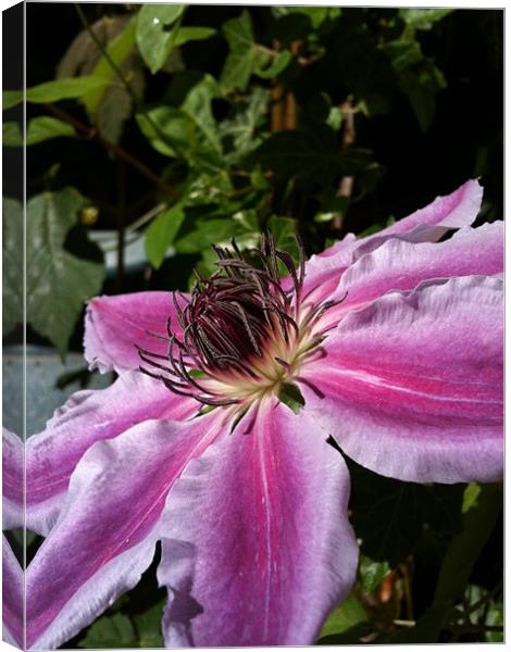 Clematis Canvas Print by James Cane