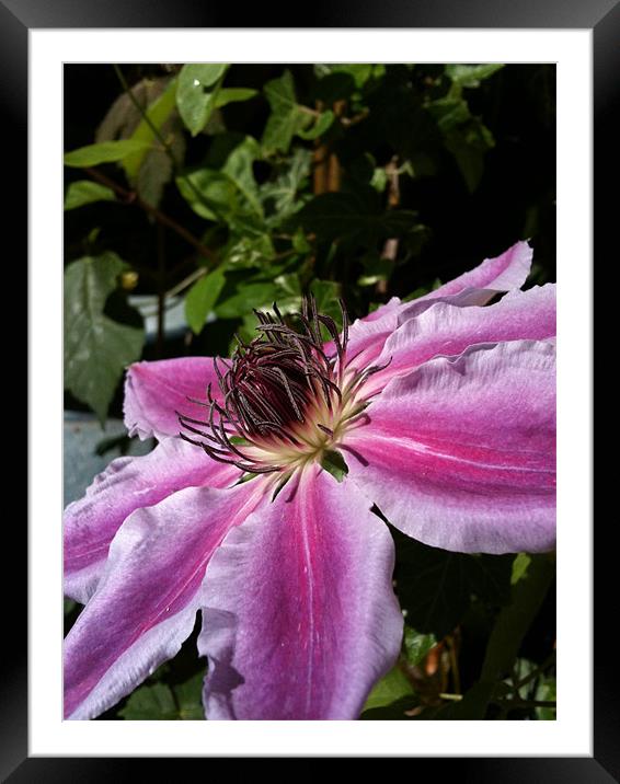 Clematis Framed Mounted Print by James Cane