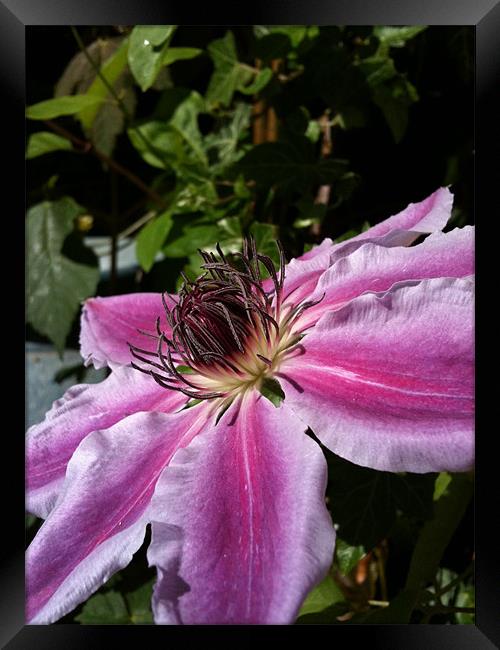 Clematis Framed Print by James Cane