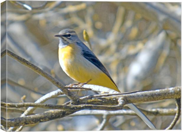 yellow wagtail Canvas Print by paul ratcliffe