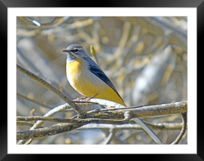 yellow wagtail Framed Mounted Print by paul ratcliffe